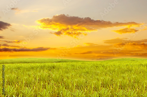 Sugarcane field with sky sunset for background