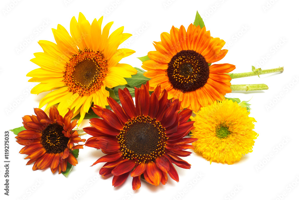 Naklejka premium Bouquet of sunflowers flowers