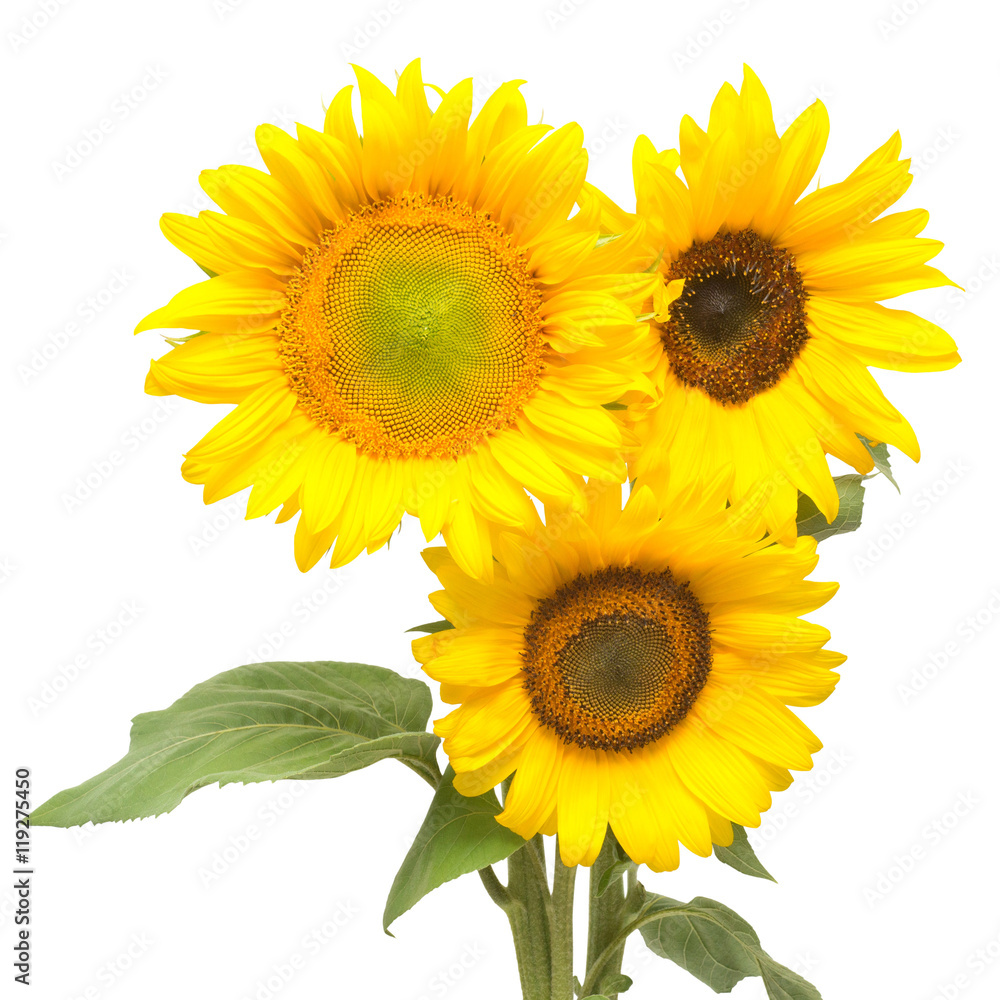 Obraz premium Three sunflowers isolated on white background