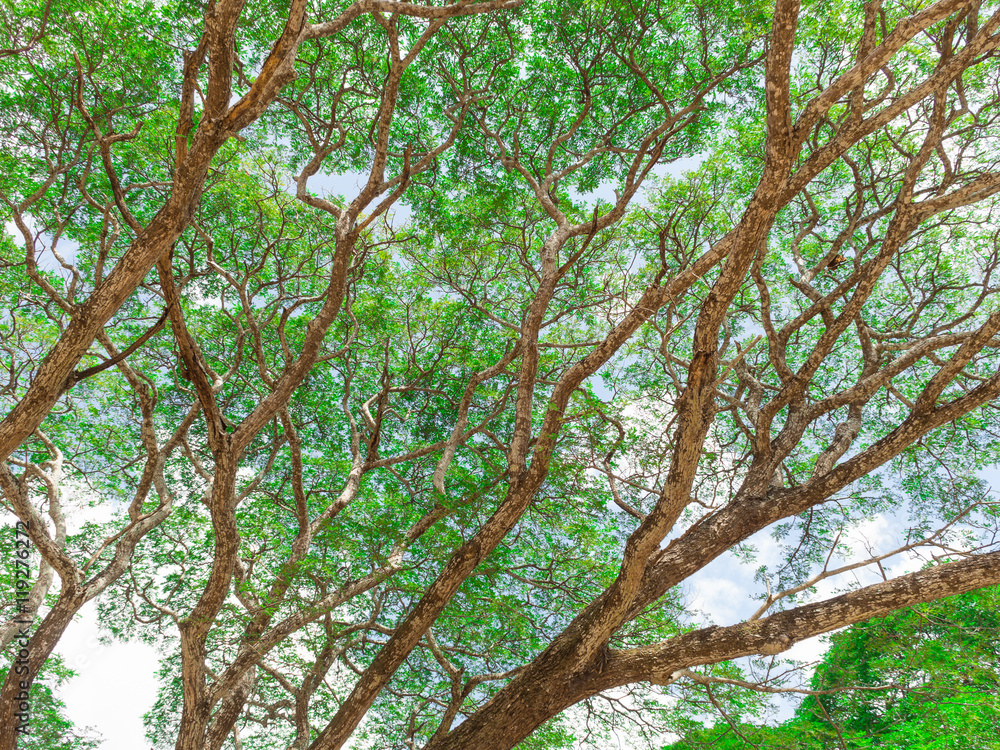 Fototapeta premium Up view on tree and clouds on blue sky