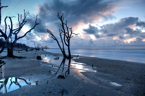 Oak tree submersed in water at sunrise with storm clouds in the boneyard beach of Edisto Island, South Carolina photo