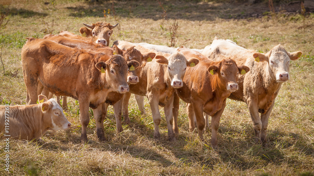 Kühe Rinder Herde Braunvieh Freiland