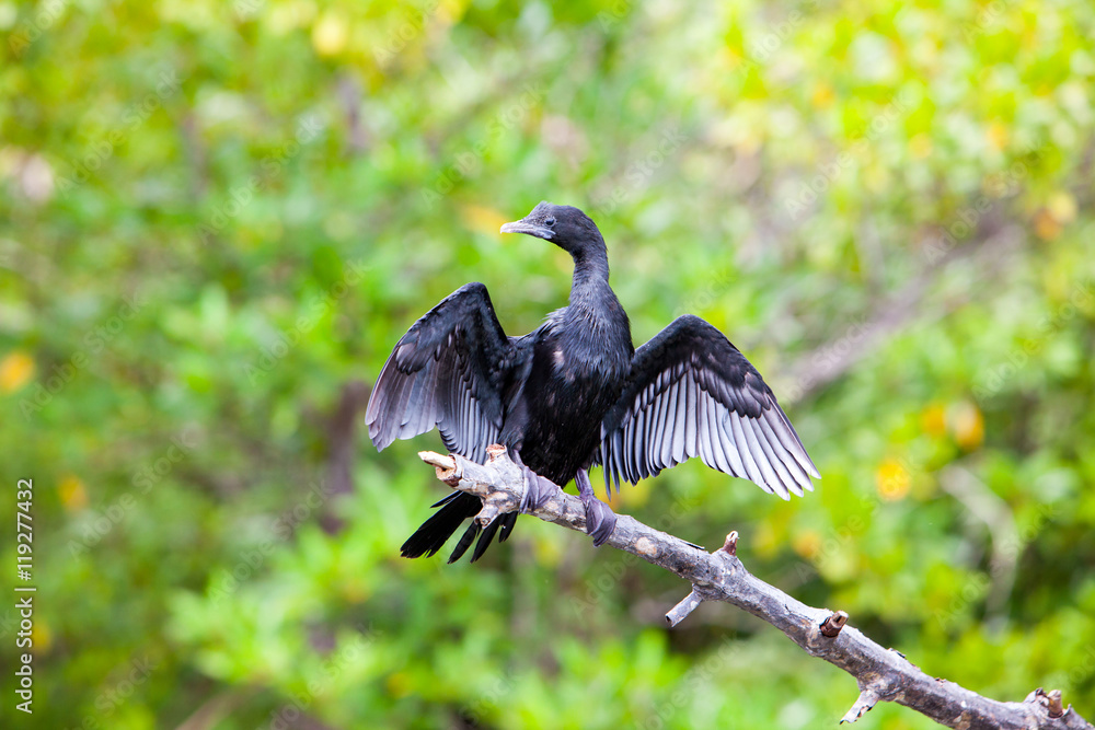 Obraz premium Black Cormorant