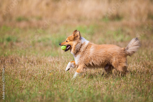Shetland Sheepdog läuft mit einem Ball