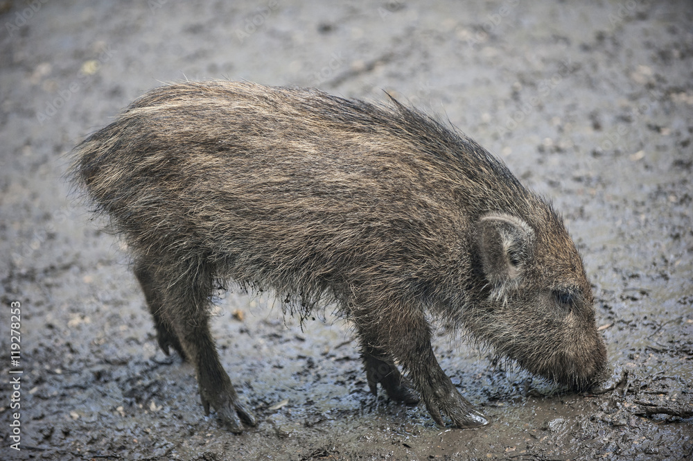 Wildschwein Frischling