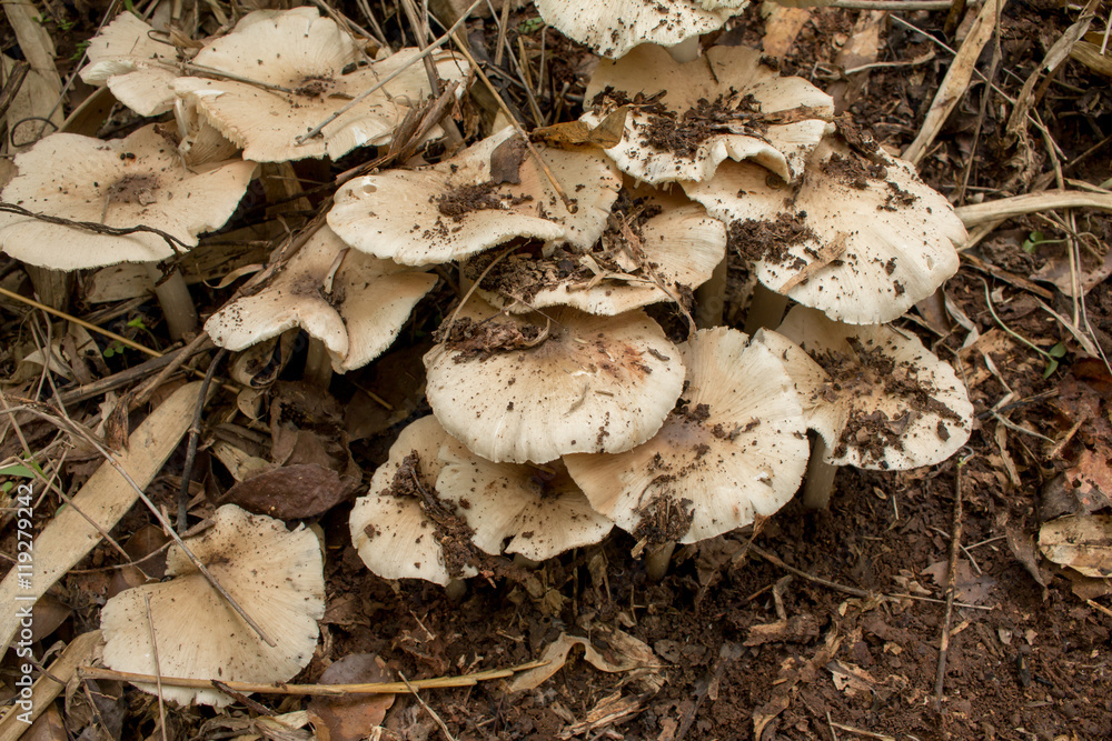 Termite Mushroom in the forest. Termite Mushroom in the forest.