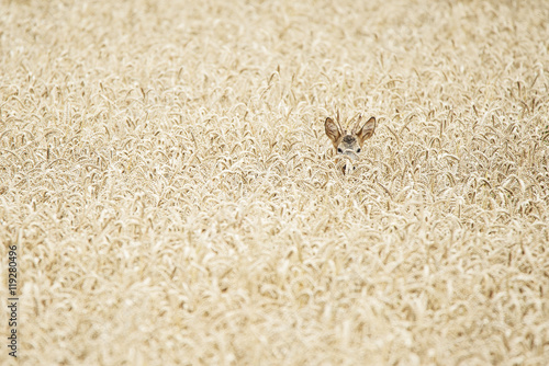 roe buck hidden in a wheat field
