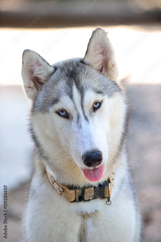 Gray siberian husky