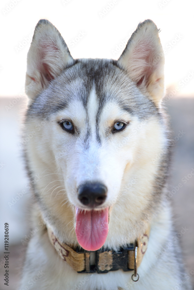 Gray siberian husky