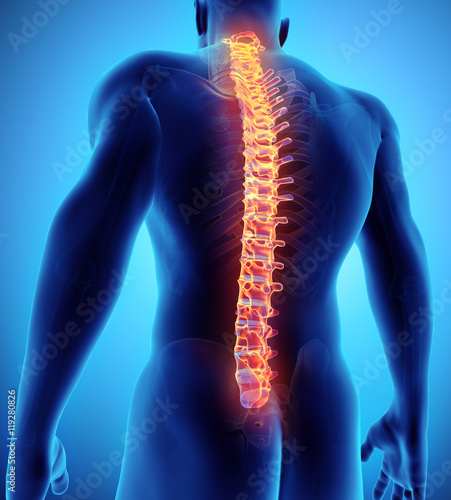 3D illustration of Spine, medical concept.