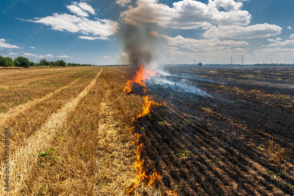 Fire burns stubble on the field destroy summer