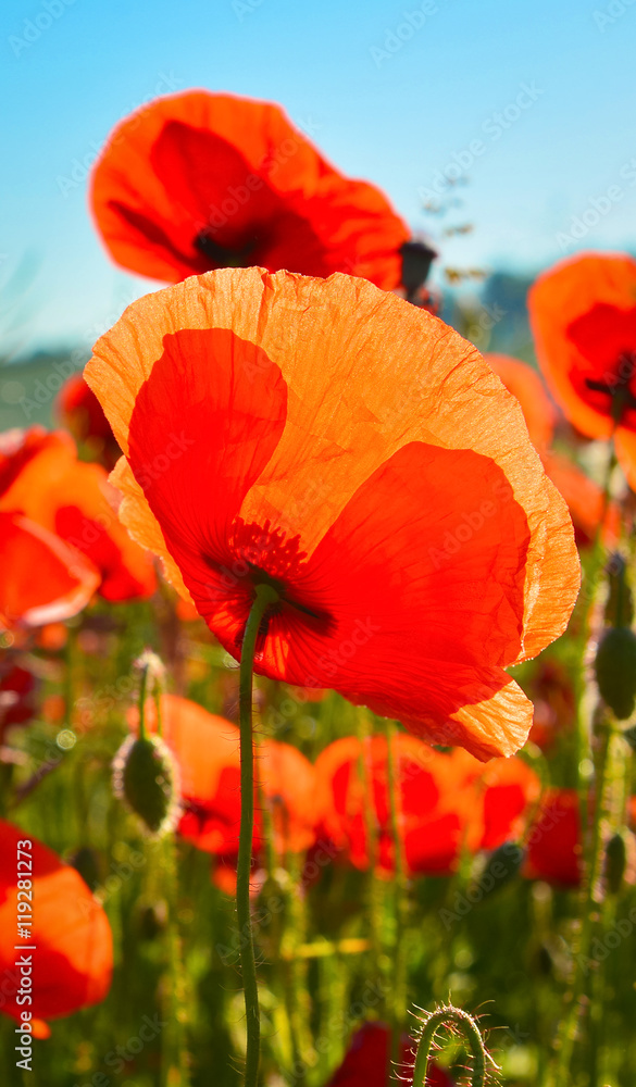 Obraz premium Poppies