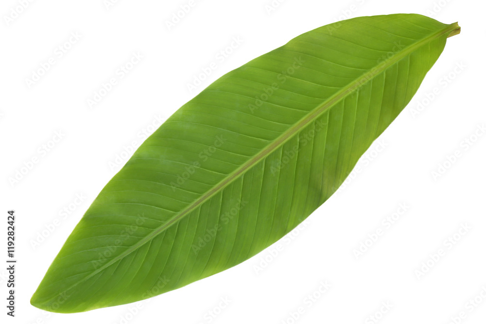 Obraz premium Fresh banana leaf
