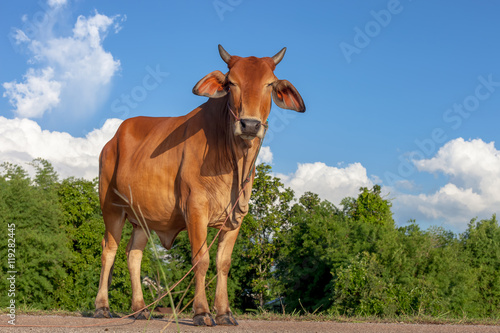 Thai cow resting on reservoirs and blue sky  Isan  Thailand.