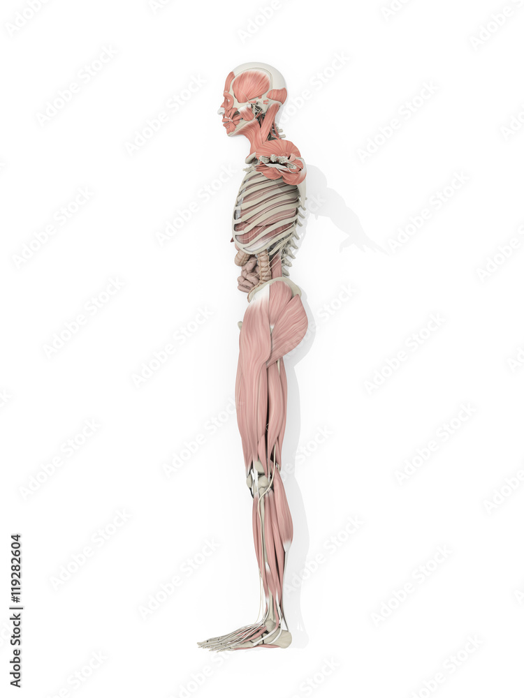 Human anatomy body side profile medical illustration on white background. 3d illustration