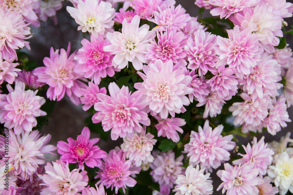 Purple or Pink Chrysanthemum flower Purple or Pink Chrysanthemum flower
