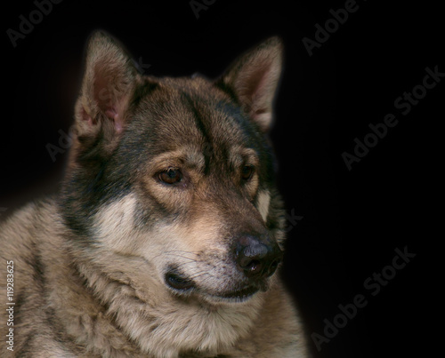 Wolf / Portrait of wolf on black background.
