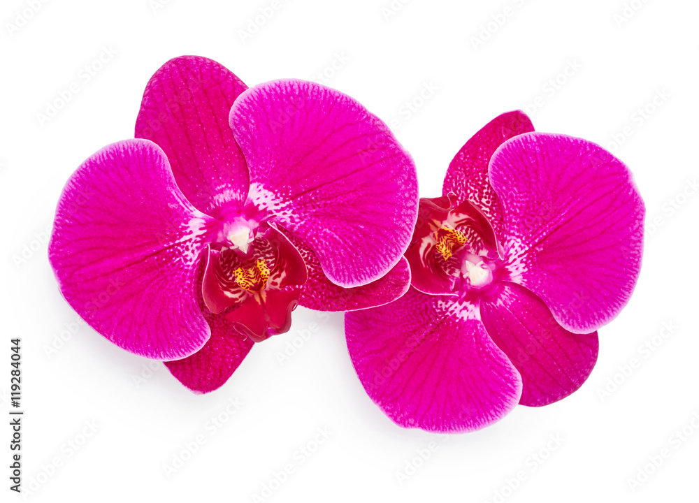 Fototapeta premium Purple orchid flowers