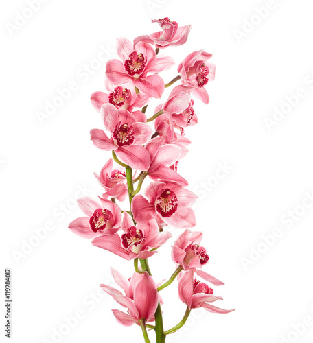 Fototapeta Naklejka Na Ścianę i Meble -  Orchid flowers with drops of water