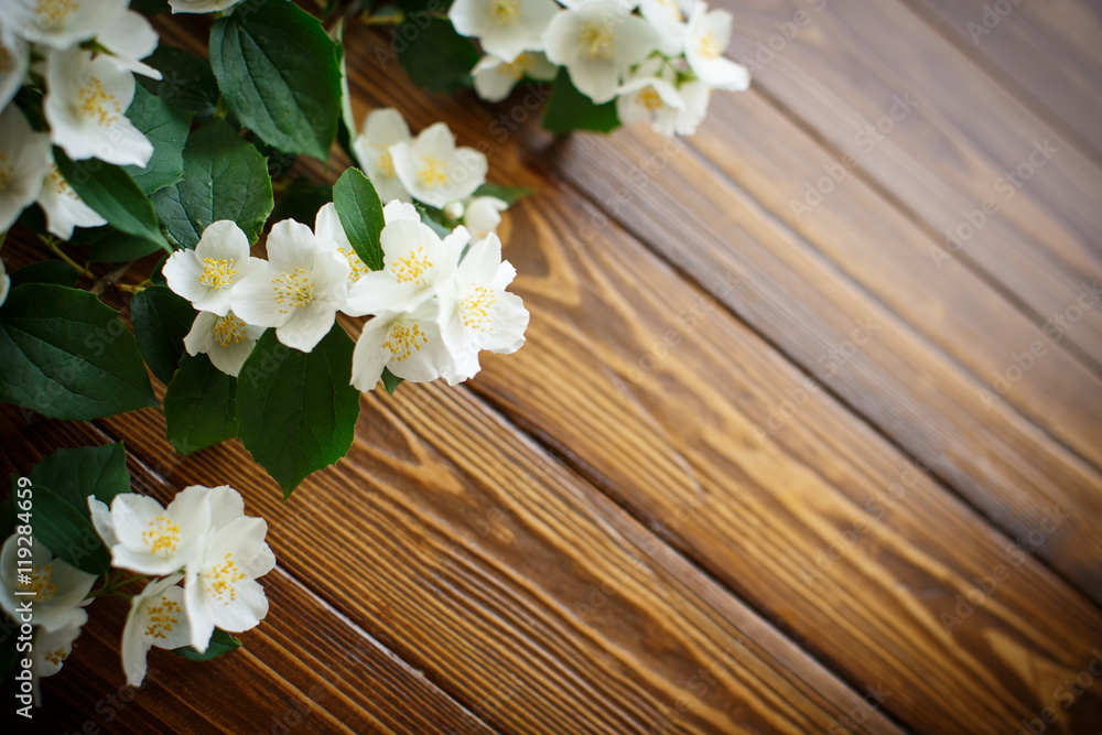 White flowers of jasmine White flowers of jasmine