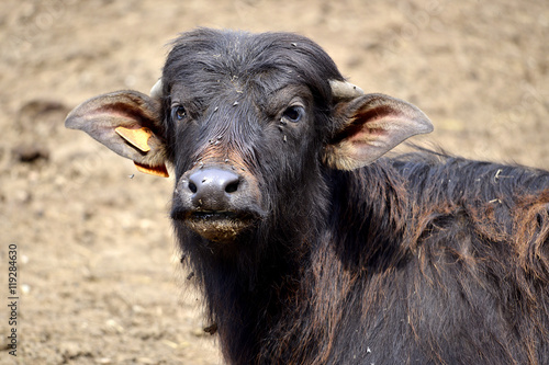 Portrait of water buffalo calf (Bubalus bubalis) front view