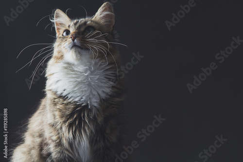 portrait of a beautiful cat on a gray background