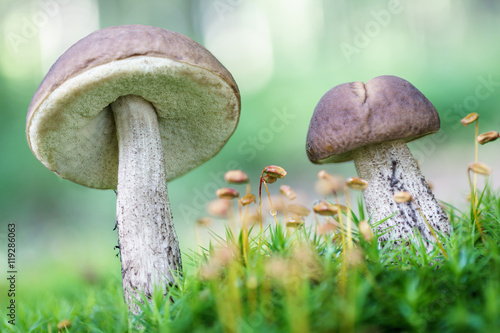 Green moss with brown Leccinum