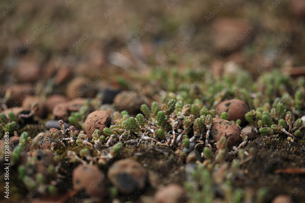 Background of the succulent plant on eco roof