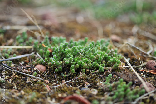 Eco roof. Sedum close up.