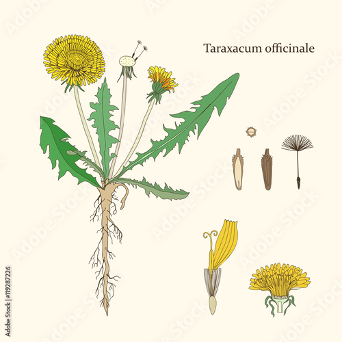 Botanical drawing of a dandelion