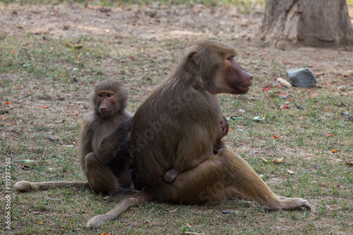 sitting female baboon with cub hamadryad
