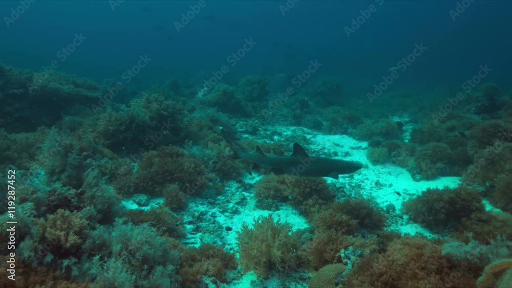 Whitetip reef shark on a coral reef. 4k footage Whitetip reef shark on a coral reef. 4k footage