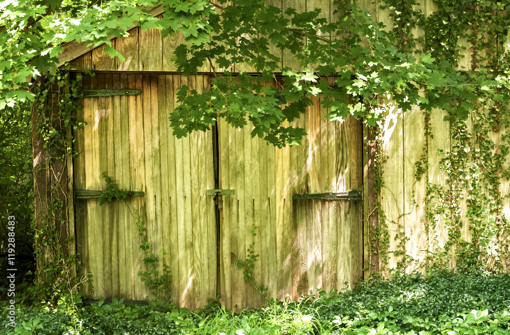 Old wooden garage door overgrown with vegetation Old wooden garage door overgrown with vegetation