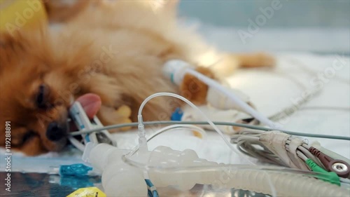 Veterinarian makes surgery the dog