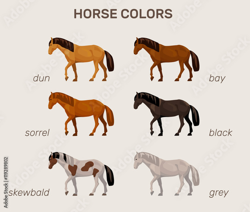 infographic with main horse colors