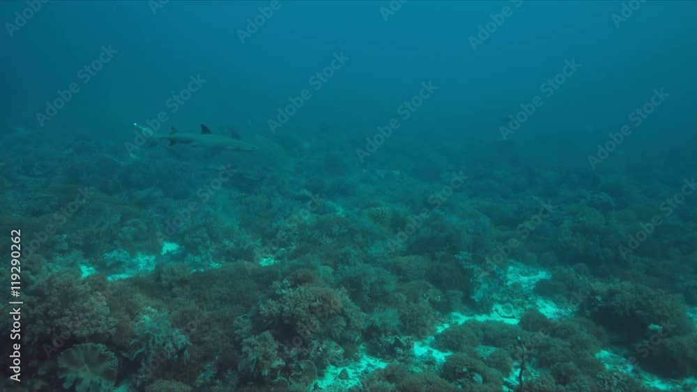 Whitetip reef shark on a coral reef. 4k footage Whitetip reef shark on a coral reef. 4k footage