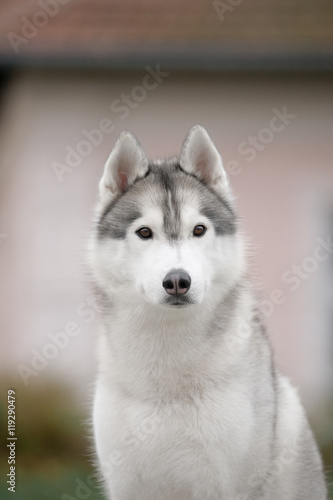 Portrait of Siberian Husky