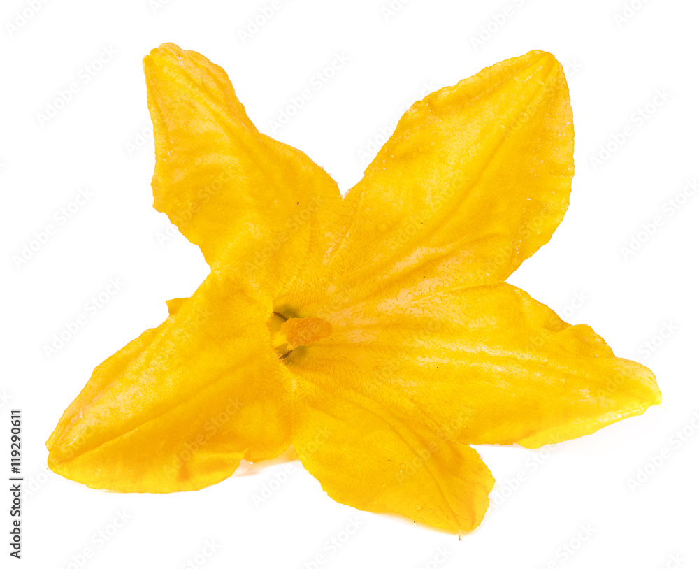 Fototapeta premium zucchini flower isolated on white background macro