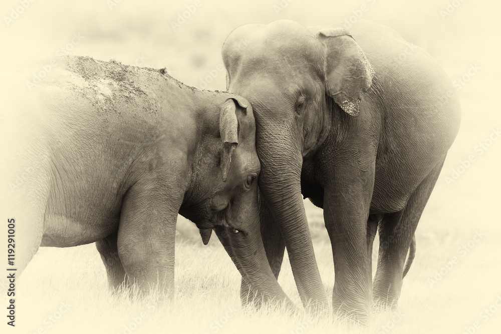 Elephants in National Park. Vintage effect