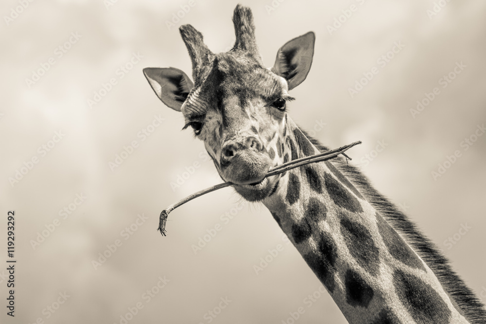 Obraz premium giraffe with a stick