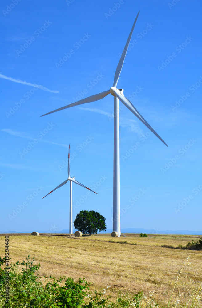 Fototapeta premium Wind power poles in the wheat country of Piansano (Viterbo, Italy), beside the Bolsena lake