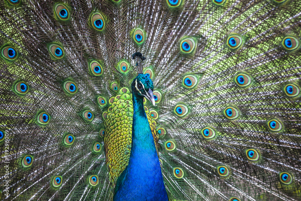 Obraz premium Peacock showing its tail