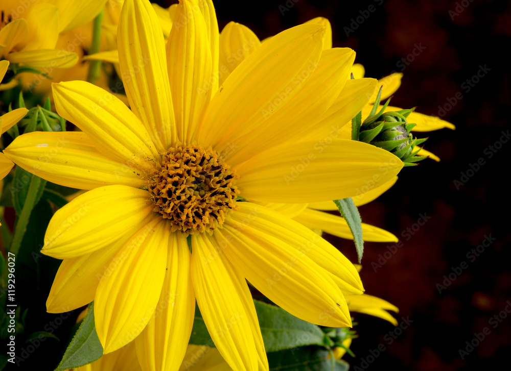 Rudbeckia bright yellow flower on dark background Rudbeckia bright yellow flower on dark background
