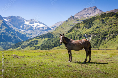 Horse on mountain pasture in the alps