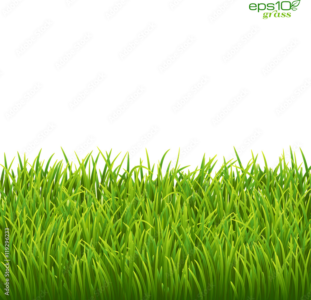 Obraz premium Green isolated grass on white background