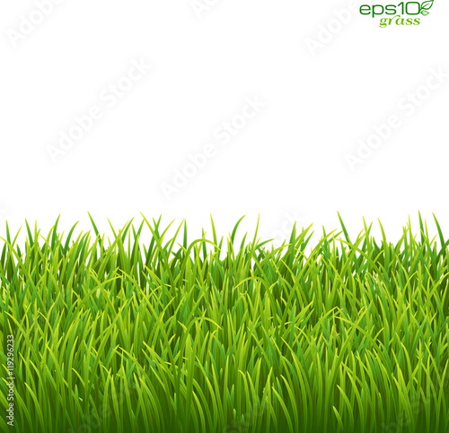 Green isolated grass on white background