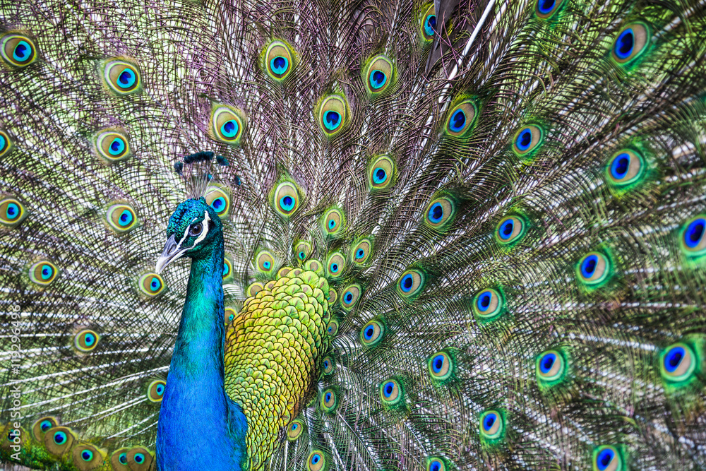 Obraz premium Peacock showing its tail