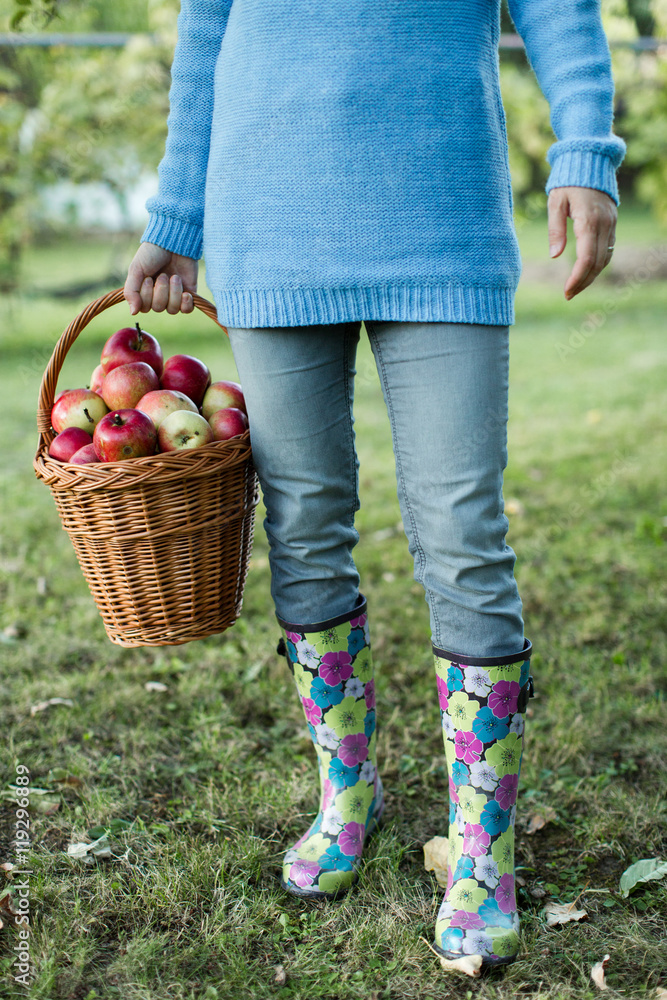 Fototapeta premium Close up of a woman waist down carrying a basket full of apples