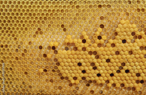 brood cells of the honey bee
