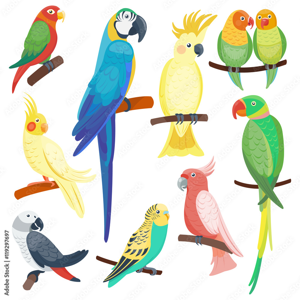 Obraz Cartoon parrots set and parrots wild animal birds. Tropical parrots feather zoo birds, tropical fauna macaw flying ara. Various cartoon exotic birds set with parrots vector illustration.